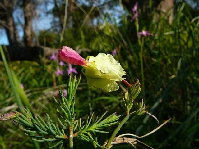 The Yellow Leschenaultia (Lechenaultia linarioides) displays its bright flowers year-round at Periwinkle Park